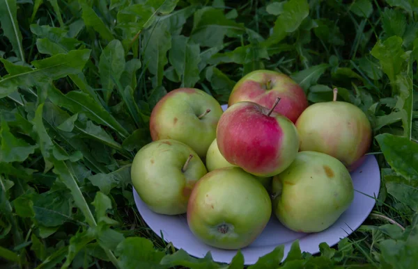 Pommes Juteuses Mûres Délicieuses Sur Herbe — Photo