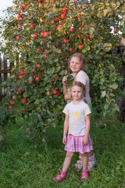 Девушка Стоит Рядом Яблоней Усеянной Спелыми Красными Сочными Вкусными Яблоками — стоковое фото
