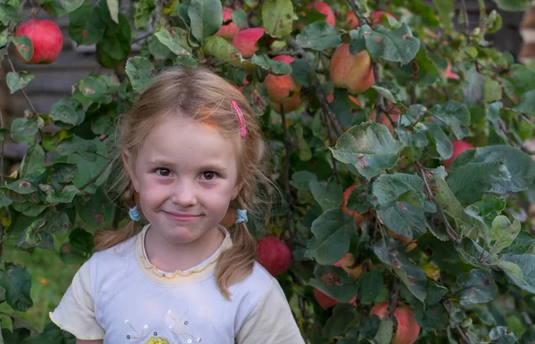Menina Está Perto Uma Macieira Espalhada Com Maçãs Suculentas Vermelhas — Fotografia de Stock