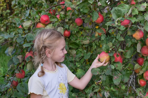 Lány Egy Almafa Mellett Áll Érett Vörös Lédús Ízletes Almákkal — Stock Fotó