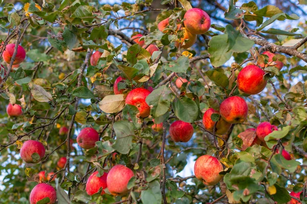Ett Äppelträd Strött Med Mogna Röda Saftiga Läckra Äpplen — Stockfoto