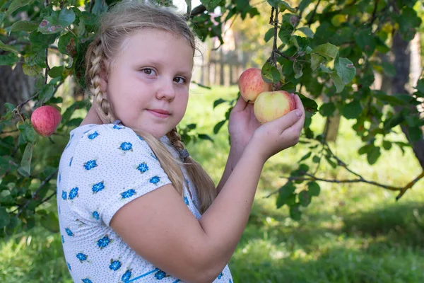Lány Egy Almafa Mellett Áll Érett Vörös Lédús Ízletes Almákkal — Stock Fotó