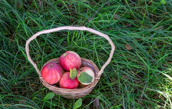 Sappige Rijpe Heerlijke Appels Het Gras — Stockfoto