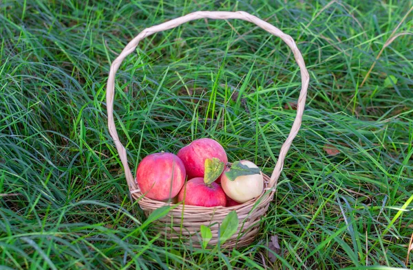 Juicy Ripe Delicious Apples Grass — Stock Photo, Image