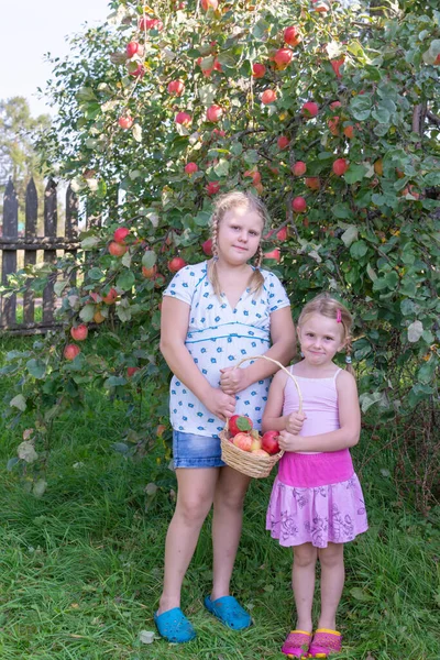 Chica Está Pie Cerca Manzano Esparcida Con Manzanas Rojas Maduras —  Fotos de Stock