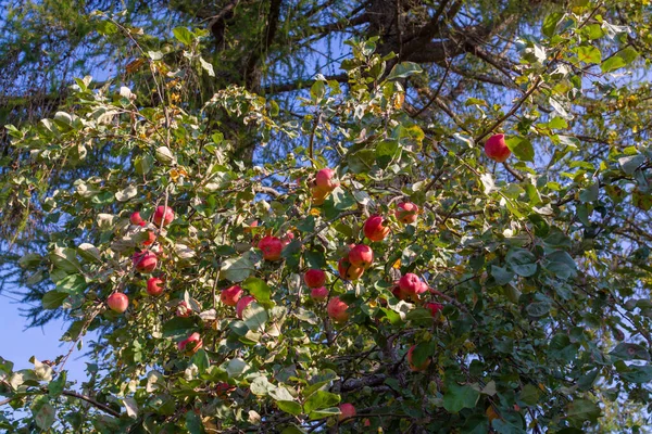 Ein Apfelbaum Übersät Mit Reifen Roten Saftigen Köstlichen Äpfeln — Stockfoto