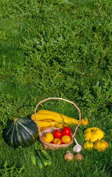 Outono Ainda Vida Produtos Hortícolas Cultivados País — Fotografia de Stock