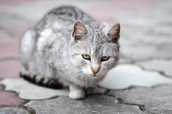 Grey cat