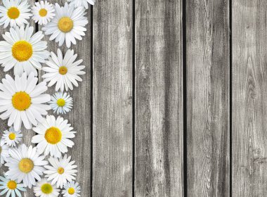 Ahşap masa arkasında beyaz papatya çiçekleri. Güzel bahar kompozisyonu, tasarım şablonu, metin için kopyalama alanı.