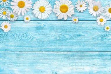 Mavi tahta masa zemininde beyaz papatya çiçekleri. Güzel bahar kompozisyonu, tasarım şablonu, metin için kopyalama alanı.