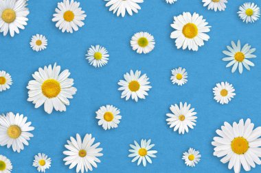 Mavi kağıtta beyaz papatya çiçekleri. Güzel bahar kompozisyonu, tasarım şablonu. 