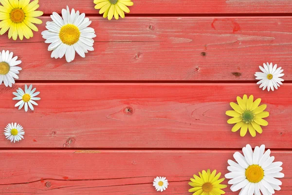 Sárga Fehér Százszorszép Virágok Piros Asztal Háttér Gyönyörű Tavaszi Kompozíció — Stock Fotó