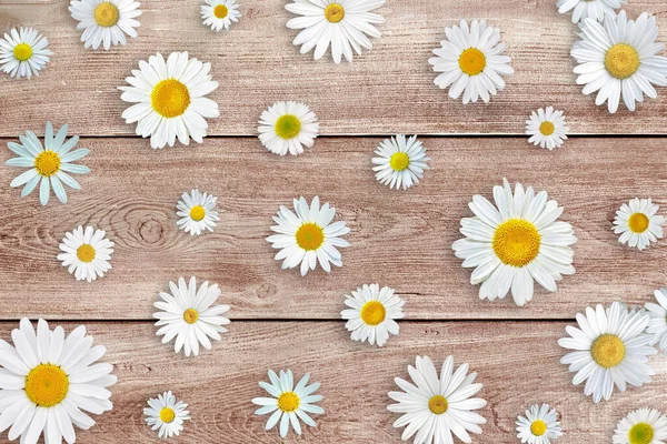 Weiße Gänseblümchen Auf Hölzernem Tischhintergrund Schöne Frühlingskomposition Vorlage Für Design — Stockfoto