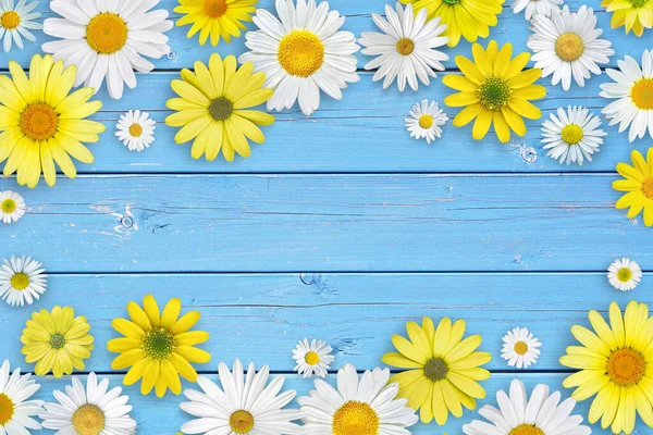 Weiße Und Gelbe Gänseblümchen Auf Blauem Holztischhintergrund Schöne Federkomposition Vorlage — Stockfoto