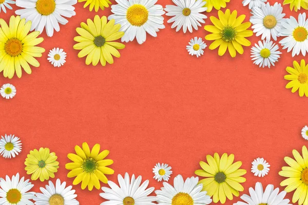Weiße Und Gelbe Gänseblümchen Auf Rotem Papier Hintergrund Schöne Federkomposition — Stockfoto