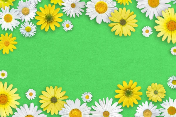 Weiße Und Gelbe Gänseblümchen Auf Grünem Papier Hintergrund Schöne Federkomposition — Stockfoto