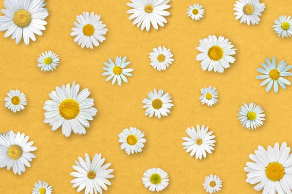 Weiße Gänseblümchen Blühen Auf Gelbem Papier Hintergrund Schöne Frühlingskomposition Vorlage — Stockfoto
