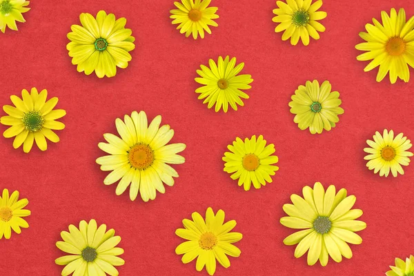 Gelbe Gänseblümchenblümchen Auf Rotem Papier Hintergrund Schöne Frühlingskomposition Vorlage Für — Stockfoto