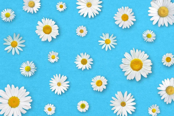 Weiße Gänseblümchen Auf Blauem Papier Hintergrund Schöne Frühlingskomposition Vorlage Für — Stockfoto