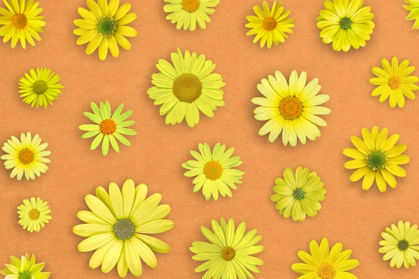 Gelbe Gänseblümchenblümchen Auf Orangefarbenem Papier Hintergrund Schöne Frühlingskomposition Vorlage Für — Stockfoto