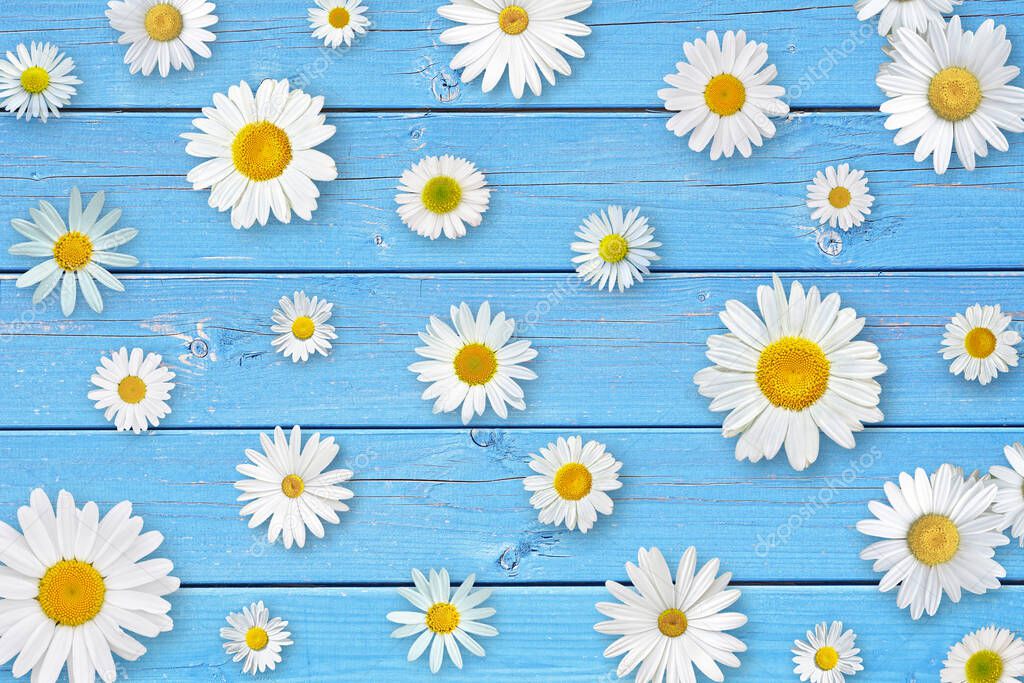 White daisy flowers on blue wooden table background. Beautiful spring composition, template for design.
