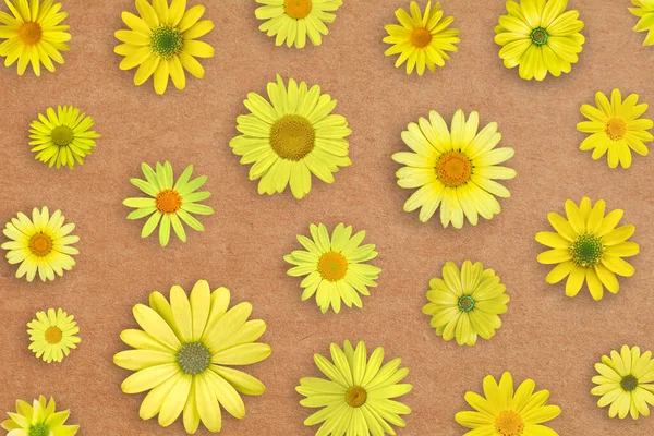 Gelbe Gänseblümchenblümchen Auf Orange Braunem Papier Hintergrund Schöne Frühlingskomposition Vorlage — Stockfoto