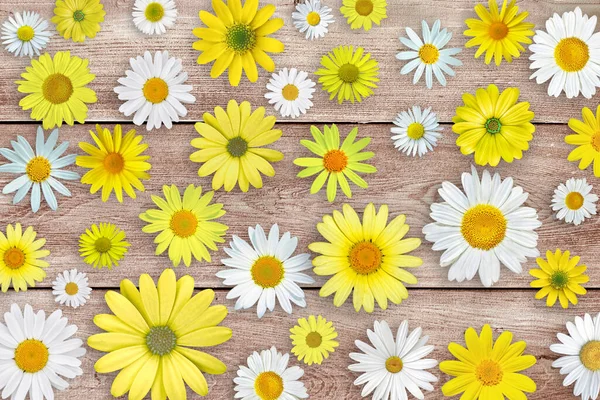 Białe Żółte Stokrotki Kwiaty Drewnianym Tle Stołu Piękna Kompozycja Wiosny — Zdjęcie stockowe