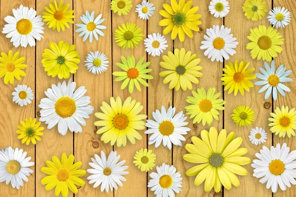 Weiße Und Gelbe Gänseblümchen Auf Hölzernem Tischhintergrund Schöne Frühlingskomposition Vorlage — Stockfoto