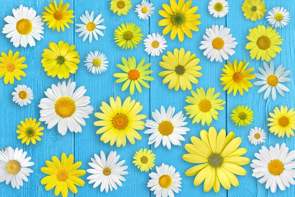 Weiße Und Gelbe Gänseblümchen Auf Blauem Holztischhintergrund Schöne Frühlingskomposition Vorlage — Stockfoto