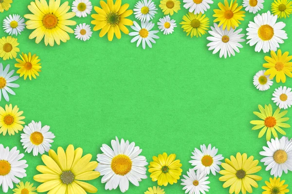 Weiße Und Gelbe Gänseblümchen Auf Grünem Papier Hintergrund Schöne Federkomposition — Stockfoto