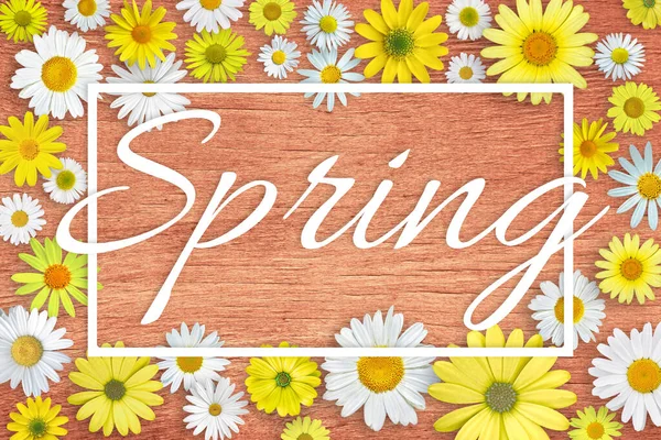 Tavaszi Háttér Fehér Sárga Százszorszép Virágok Asztal Szöveg Gyönyörű Tavaszi — Stock Fotó