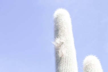 Kaktüs bahçesi, Lanzarote, Kanarya Adaları, İspanya.