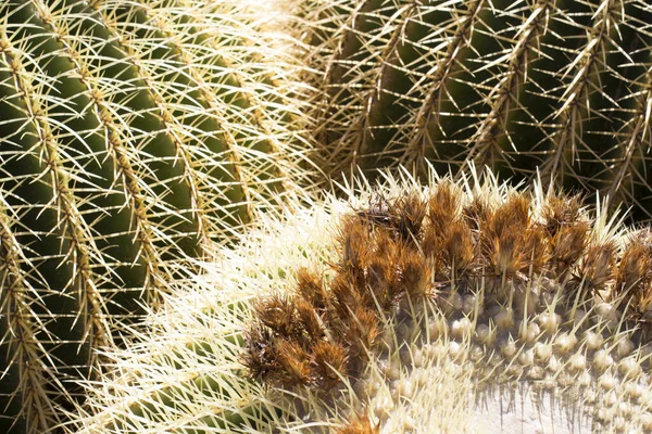 Kaktusträdgård Lanzarote Kanarieöarna Spanien — Stockfoto