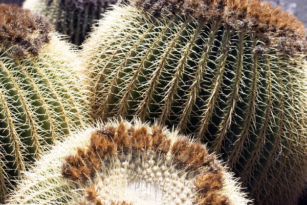 Cactus Tuin Lanzarote Canarische Eilanden Spanje — Stockfoto