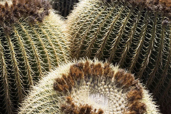 Cactus Tuin Lanzarote Canarische Eilanden Spanje — Stockfoto