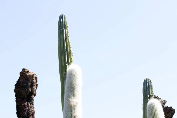 Kaktusträdgård Lanzarote Kanarieöarna Spanien — Stockfoto