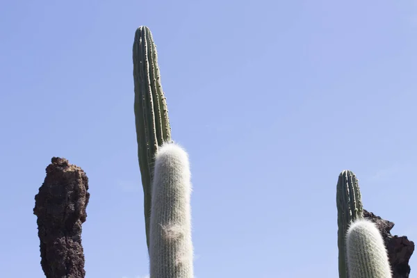 Cactus Garden Lanzarote Canary Islands Spain — Stock Photo, Image