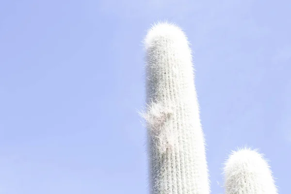 Cactus Tuin Lanzarote Canarische Eilanden Spanje — Stockfoto