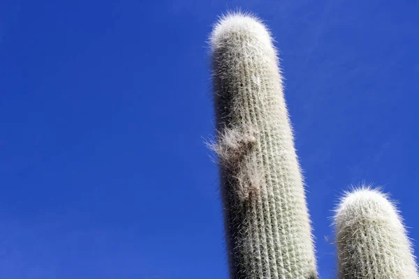 Cactus Garden Lanzarote Canary Islands Spain — Stock Photo, Image