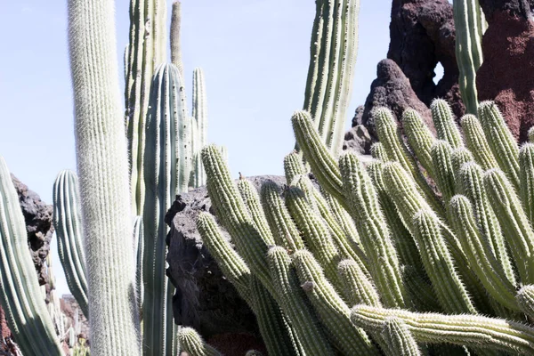 Cactus Tuin Lanzarote Canarische Eilanden Spanje — Stockfoto