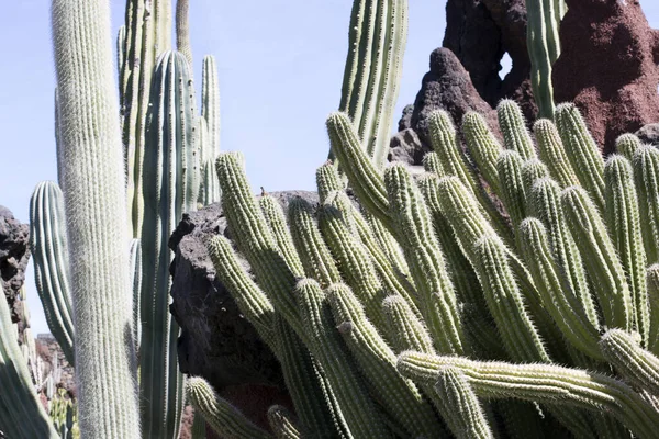 Cactus Garden Lanzarote Ilhas Canárias Espanha — Fotografia de Stock