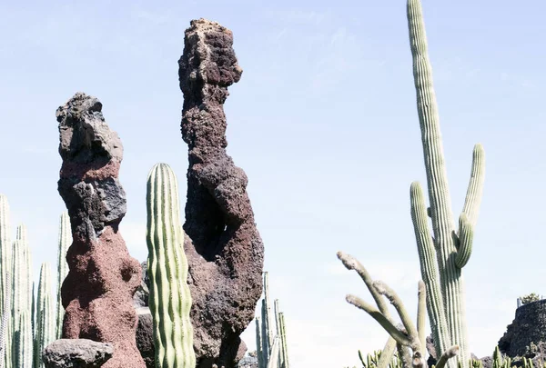 Cactus Garden Lanzarote Canary Islands Spain — 图库照片