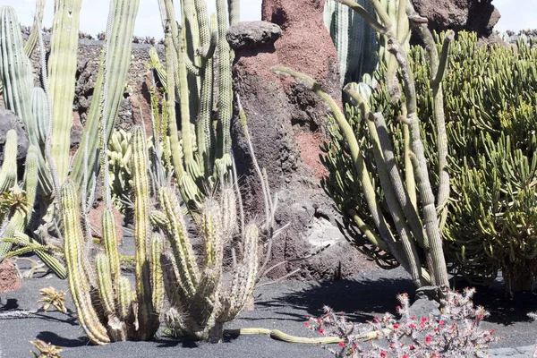 Jardin Cactus Lanzarote Îles Canaries Espagne — Photo