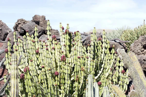 Jardin Cactus Lanzarote Îles Canaries Espagne — Photo