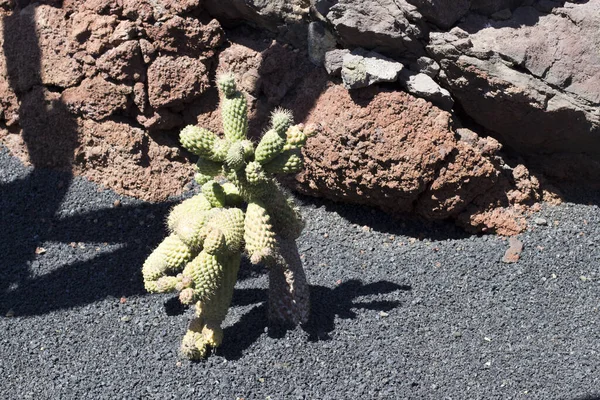Cactus Garden Lanzarote Canary Islands Spain — 图库照片