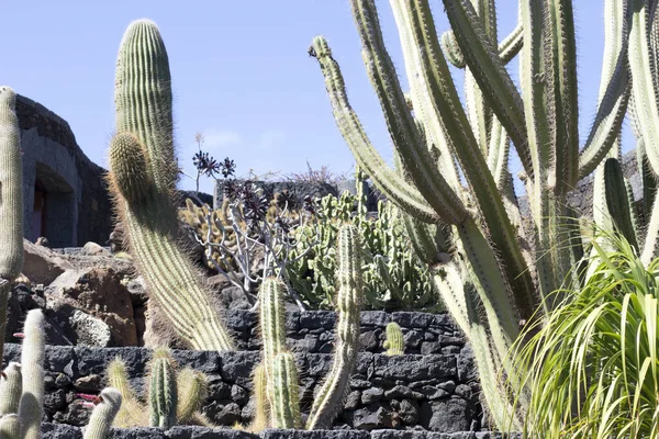 Jardin Cactus Lanzarote Îles Canaries Espagne — Photo