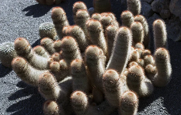 Cactus Tuin Lanzarote Canarische Eilanden Spanje — Stockfoto