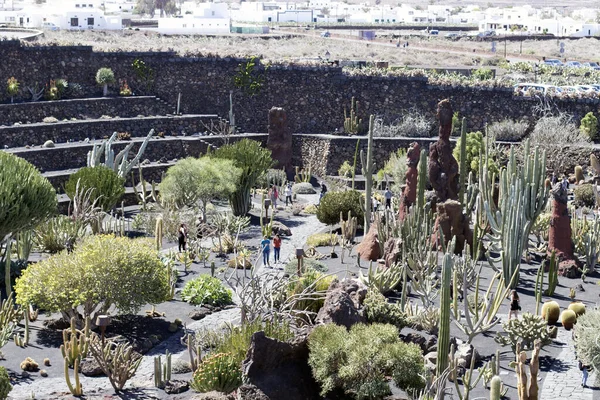 Cactus Tuin Lanzarote Canarische Eilanden Spanje — Stockfoto