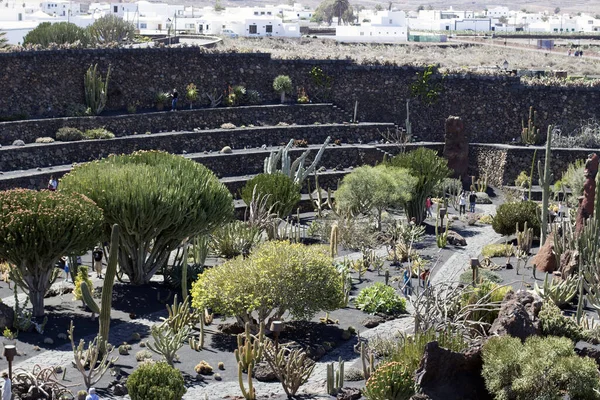 Cactus Garden Lanzarote Islas Canarias España — Foto de Stock