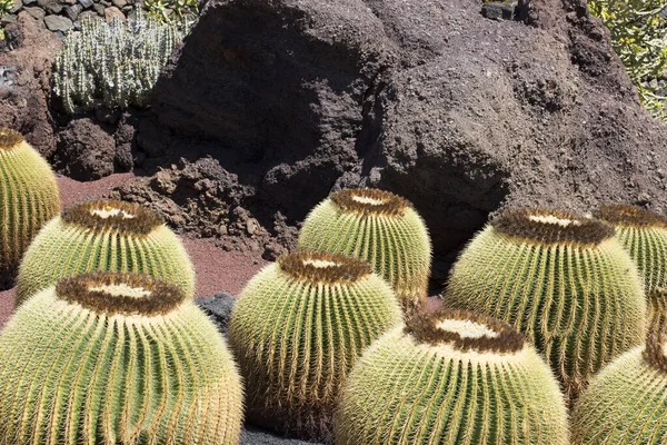 Kaktusträdgård Lanzarote Kanarieöarna Spanien — Stockfoto